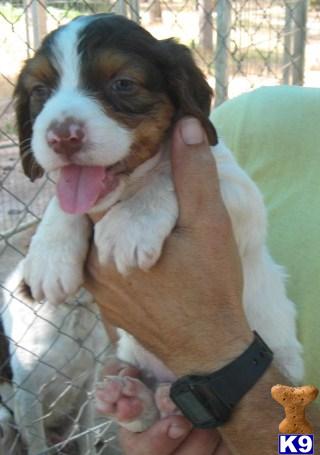 Brittany Puppies for Sale
